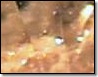 Topaz